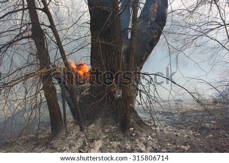 Burning tree in the burnt forest
