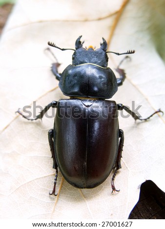 Closeup of common stag beetle female (Lucanus cervus) sitting on oak leaf