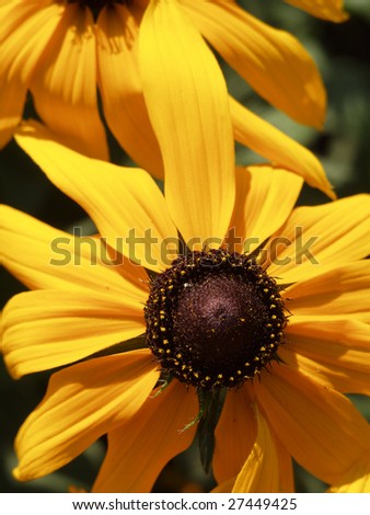 Closeup of cone-flower flower (Compositae, Rudbeckia)