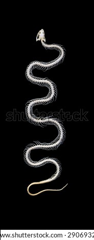 Isolated Grass Snake (Natrix) Skeleton On Black Background Stock Photo ...