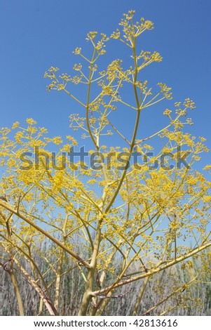 Yellow Umbelliferae inflorescence against a blue sky in the steppe