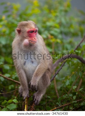 Red-Faced Macaque Monkey in Tree