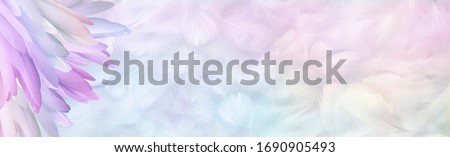 Multicoloured pastel Angel Feather Message Banner Background - a pile of long rainbow coloured feathers in left corner and wide message area with pastel coloured small random fluffy feathers 
