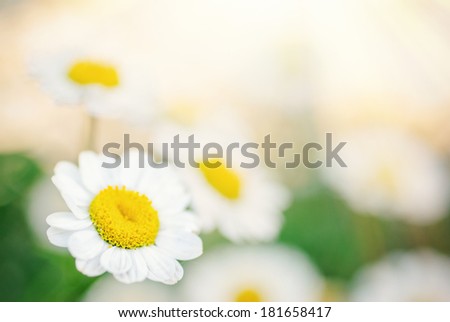 Little daisy flowers