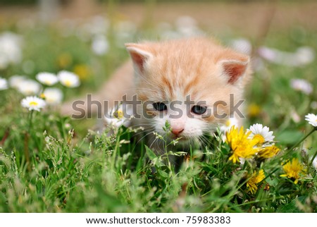 Young cat between flowers