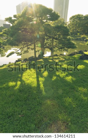 scenic pine tree with sunlight lens flare in famous Hamarikyu Zen garden in Tokyo Japan with huge skyscrapers behind