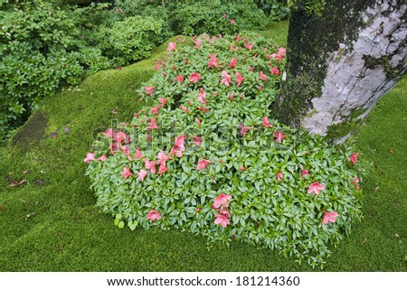 blooming azalea bush in shape of heart in Japanese Zen garden