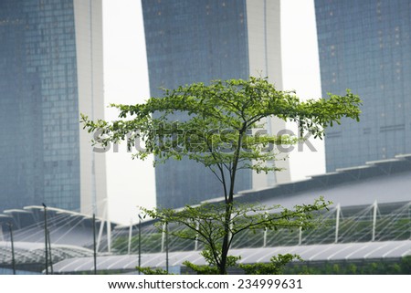 green fresh city tree with huge skyscrapers on background in Singapore city