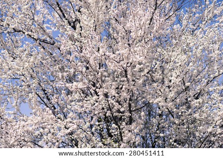 big cherry tree blooming by springtime