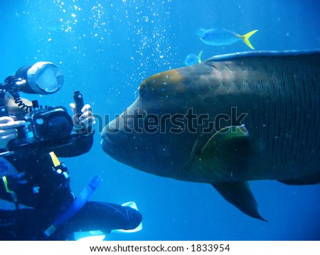 underwater big fish and photographer