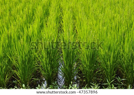 green rice field rows with rain drops on the leafs; focus on foreground part
