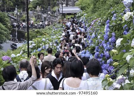 KAMAKURA, JAPAN -JUNE 21: many people come to watch blossom Hydrangeas on June 21, 2008 in Kamakura, Japan. This event is traditional Japanese festival which takes place in June.