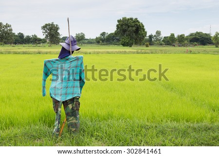 A straw puppet call scarecrow has character look like man or farmer standing protect rice field from birds.