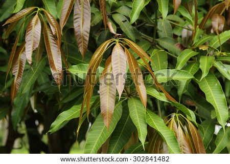 Mango leaves , young shoots
