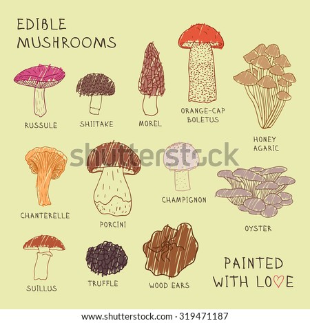 Set drawings of edible mushrooms for your design.