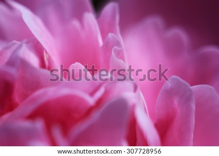 abstract pink background blur macro of peony