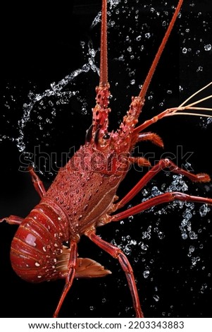 Close up of fresh spiny rock lobster on water。Jasus lalandii also called the Cape rock lobster or West Coast rock lobster is a species of spiny lobster found off the coast of Southern Africa. Imagine de stoc © 