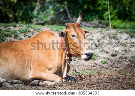 thailand cow asia animal forest