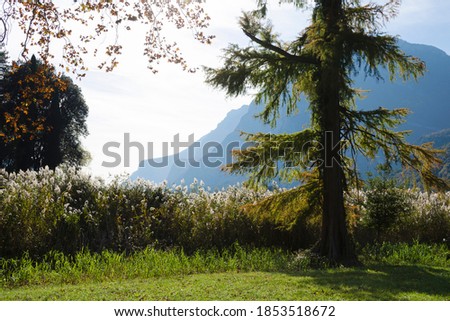 A tall old spruce stands in a meadow with tall grass against a background of mountains Stock fotó © 