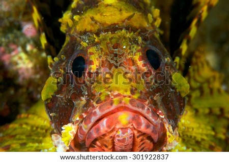 Lion fish face
