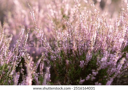 Similar – Image, Stock Photo Flowering heather as background