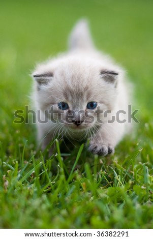 Kitty on the grass. Focus on face and front leg.