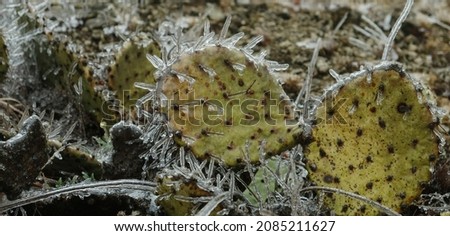 Ice on prickly pear cactus during cold Texas winter weather. Сток-фото © 