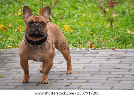 Similar – Foto Bild Französische Bulldogge auf einem Spaziergang