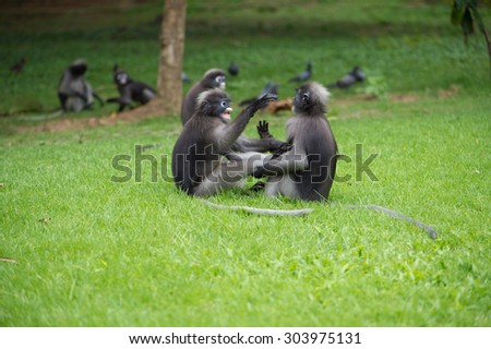 three adorable monkeys were playing on a white background