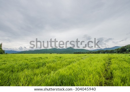 Idyllic landscape in the Alps with fresh green meadows and blooming flowers and snow-capped mountain tops in the background , Beautiful landscape