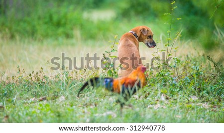 Cute picture of a brown dog . The turn came a bantam rooster Thailand , dog with his tongue .