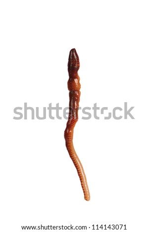 Big earth worm isolated on white background