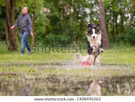 Foto Bild Weißer Schäferhund spielt mit Frisbee