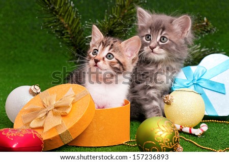 Cute kittens in Christmas gift box on artificial green grass