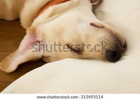 A dog take a nap on its mom