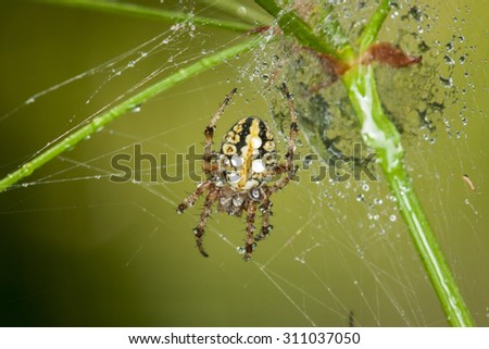 Big colorful spider on the web with dewdrops