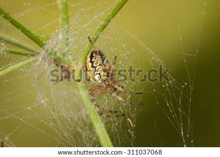 Big colorful spider on the web with dewdrops