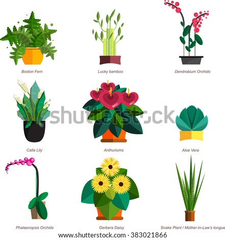Illustration of houseplants, indoor and office plants in pot. Dracaena, fern, bamboo, spathyfyllium, orchids, Calla lily, aloe vera, gerbera, snake plant, anthuriums. Flat  vector icon set