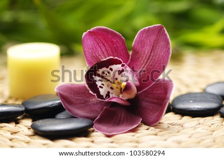 Beautiful orchid with stones and candle on green plant background