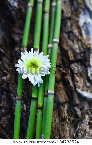 White flowers and thin bamboo grove on old wood