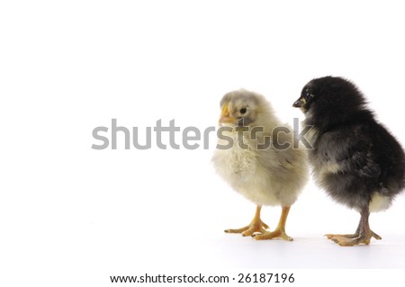 Photo Of Couple Cute Baby Chicks Ez Canvas