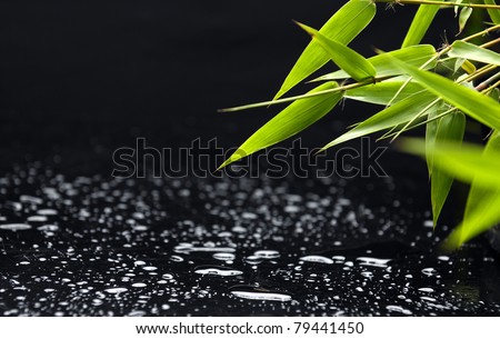 lucky bamboo with water drops isolated on white background