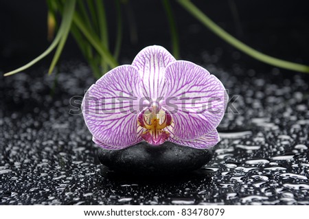 Still life with and beautiful orchid on stone in water drops
