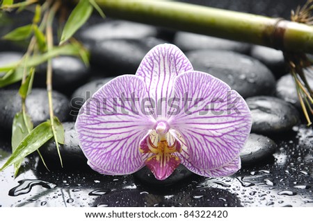 Macro of elegant orchid with fresh green bamboo on pebbles in water drops
