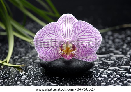 elegant pink orchid on zen stone with fresh green bamboo in water drops