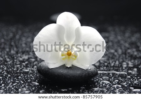 Macro of beautiful white orchid on stone in water drops