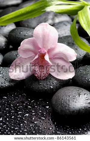 pink orchid and bamboo leaves with pebble in water drops