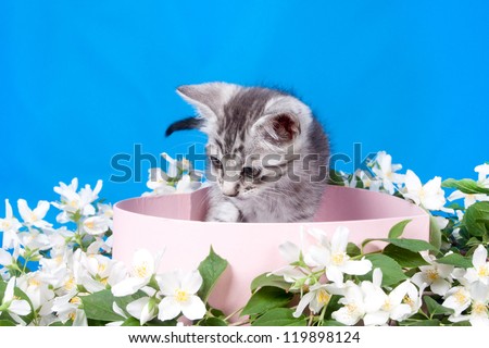 small kitten in a box in flowers