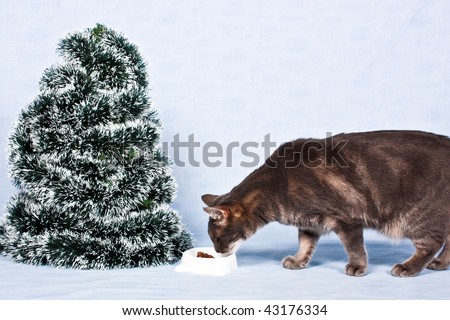 The grey cat eats about the Christmas tree.