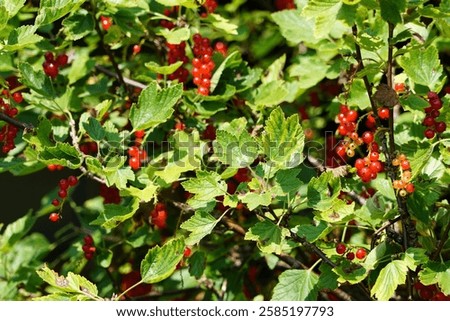 Similar – Image, Stock Photo Ripe red currants hang on the bush